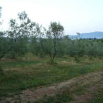 appartment_1_21